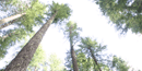 Old growth trees at Oregon Caves National Monument
